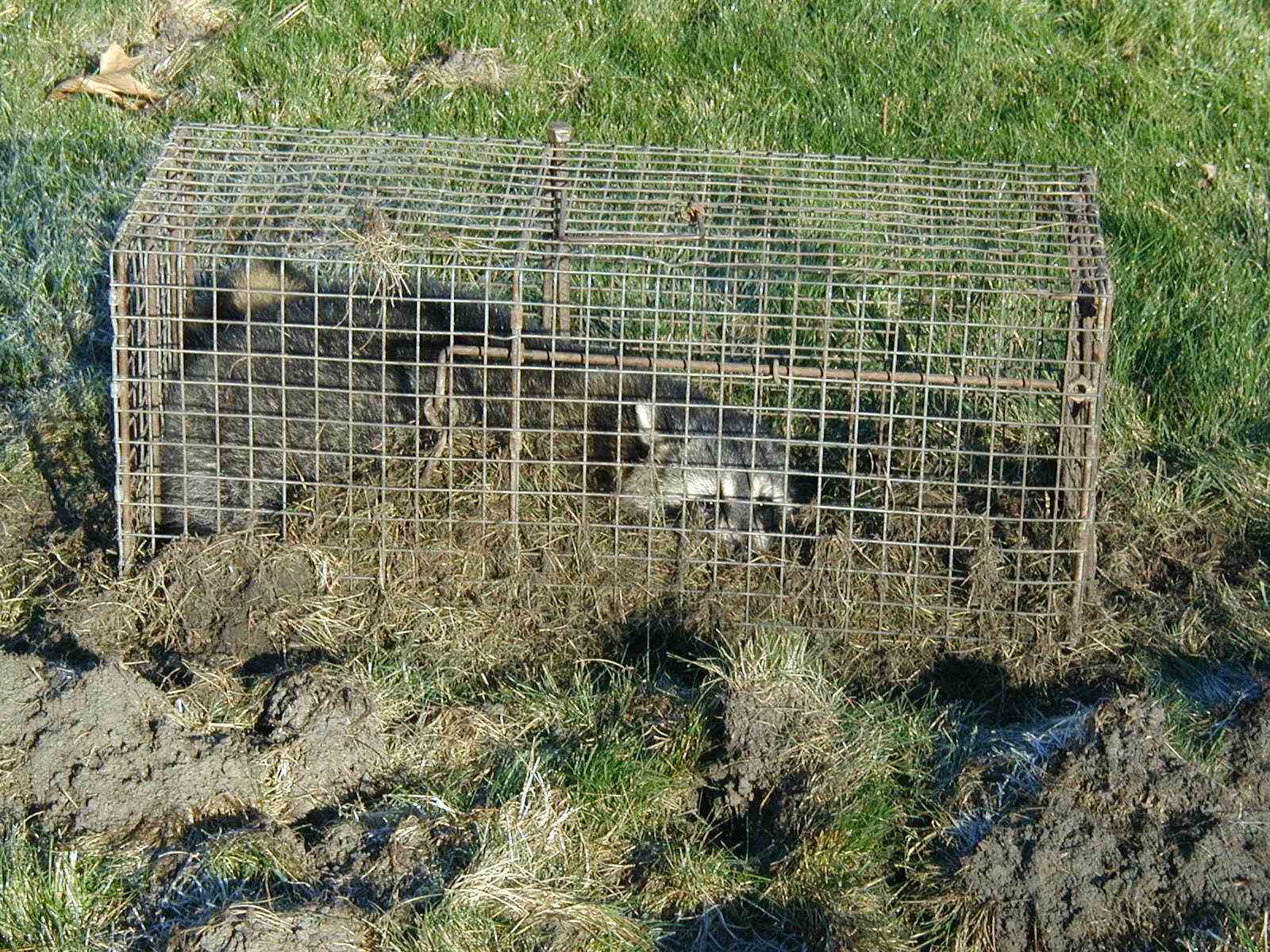 Raccoon Control, Raccoon Removal, Lansing, Eaton county, Ingham County