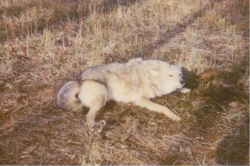 Coyote Removal, Coyote Control