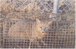 Grey Fox Trapping, Fox Control