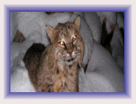 Bobcat Control and Bobcat Removal