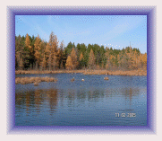 Muskrat control and Muskrat removal